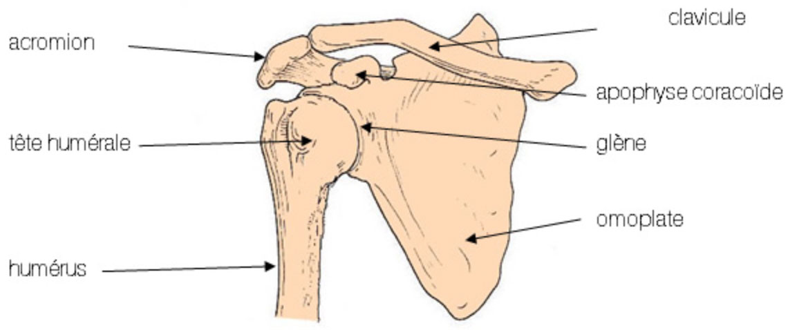 Anatomie Et Pathologie De L'Epaule ⋆ Mon Bloc Opératoire